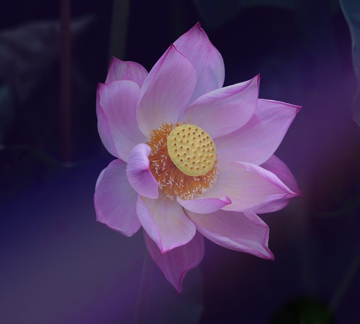 Bulle de Bien-Etre 77 Soins énergétiques magnétisme et LaHoChi, Fleurs de Bach · Photos 2